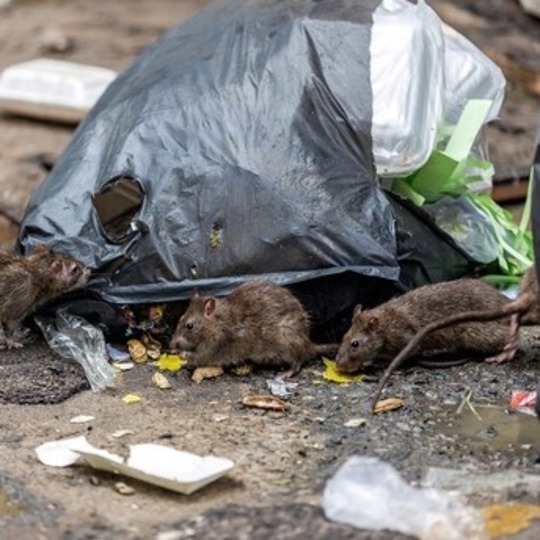 Rats eating out of a bin on the street