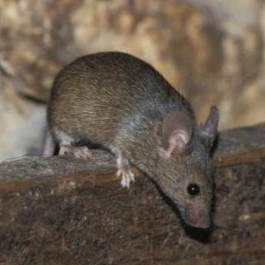 Mouse peering over a beam 