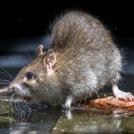 Brown rat drinking water from a river