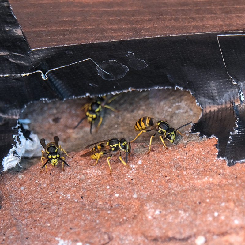 Wasps in home 